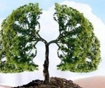 这位慢阻肺病人用上呼吸机，病情有所好转，就停用呼吸机，你知道这样有什么危害吗？